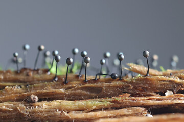 Lamproderma columbinum, a slime mold from Finland, no common English name