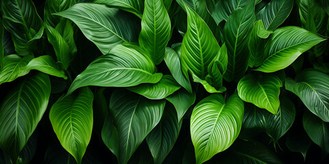 Green leaves background. Tropical leaves texture. Top view, copy space