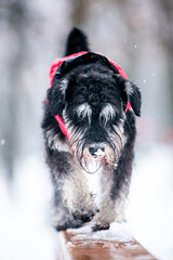Miniature schnauzer in a red vest on white snow