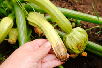 A female farmer found a rotting squash in the garden.The concept of decline, the catastrophe of agriculture, improper care of vegetables.