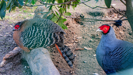 Kiściec syjamski. Lophura diardi. Siamese fireback. Male and female Lophura diardi together. Male has vibrant plumage. Female has more subdued colors. Both birds look alert. Natural habitat background