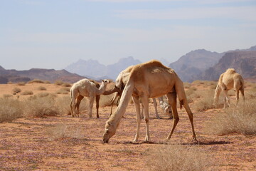Camels eating grass in an desert location (Saudi Arabia - Tabuk)