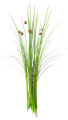 3D Rendering Common Rush Plant on White