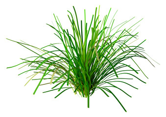 3D Rendering Lomandra Grass on White