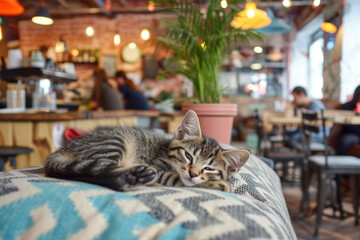 cute tabby kitty is laying on a cushion in a pet friendly cafe
