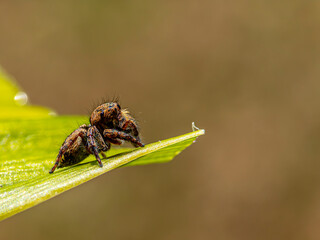 Jumping spider expertly camouflaged against the vibrant green backdrop of a leaf, its brown body blending seamlessly with the surrounding foliage. The spider's keen eyesight and lightning-fast reflexe