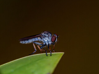 Robber-fly perched on a leaf, observing its surroundings in a natural setting

