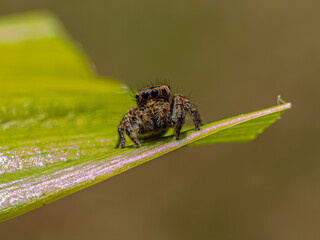 Jumping spider expertly camouflaged against the vibrant green backdrop of a leaf, its brown body blending seamlessly with the surrounding foliage. The spider's keen eyesight and lightning-fast reflexe