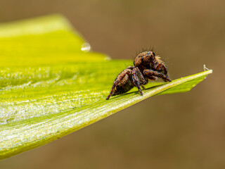 Jumping spider expertly camouflaged against the vibrant green backdrop of a leaf, its brown body blending seamlessly with the surrounding foliage. The spider's keen eyesight and lightning-fast reflexe