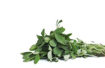 Fenugreek Leaves or Methi Leaves Isolated on White Background in Horizontal Orientation