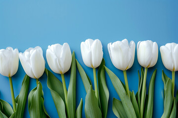Beautiful composition spring flowers. Bouquet of pink white tulips flowers pastel blue background. Beautiful white tulips on blue background. Women's day. Easter.