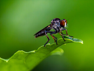 Naklejka premium Robber-fly perched on a leaf, observing its surroundings in a natural setting.