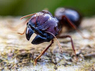 red ant on a wood