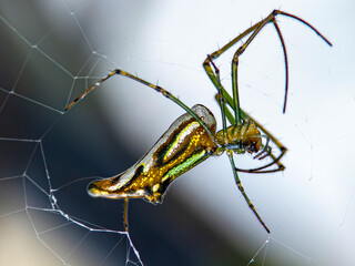 spider on the web