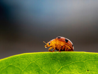 ladybug on leaf