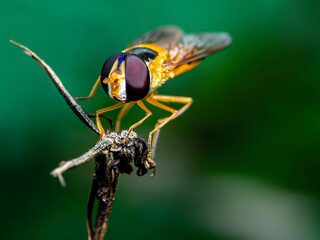 Hover fly on a branch