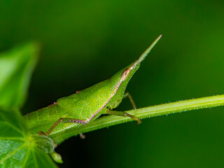 grasshopper on a leaf