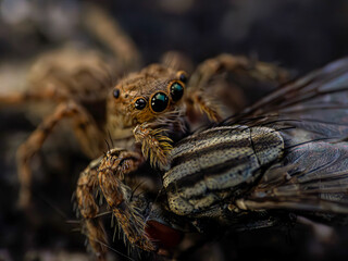 close up of a spider eat a fly