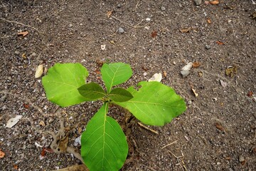 Teak plant seeds growing on plantation land.