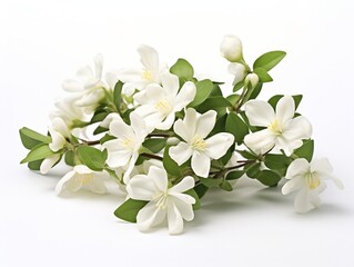 White flowers of jasmine isolated on a white background