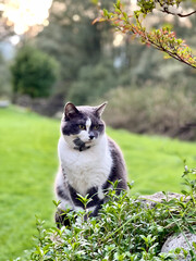 cat in the garden
