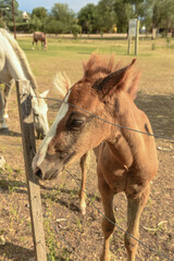 Fototapeta premium Caballos