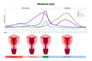 Stages of the menstrual cycle vector. Menstrual, proliferative ovulation and secretory phases. Female reproductive system. - obrazy, fototapety, plakaty