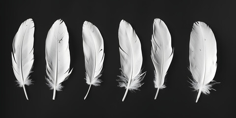six white feathers are isolated on a black background