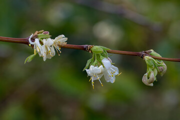 lonicera fragrantissima winter flowering honeysuckle with a blurred green background