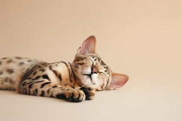 Bengal cat sleeping on beige background. Adorable exotic pet. Funny animal portrait. Design for banner, poster, advertising with copy space