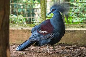 The Victoria crowned pigeon (Goura victoria) is a large, bluish-grey pigeon with elegant blue lace-like crests, maroon breast and red irises