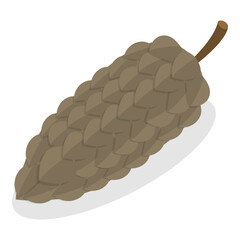 3D Isometric Flat Vector Set of Acorns And Cones, Natural Objects. Item 4