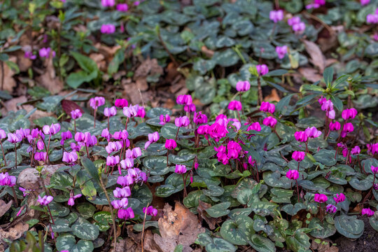 bright pink flowers of the cyclamen flower
