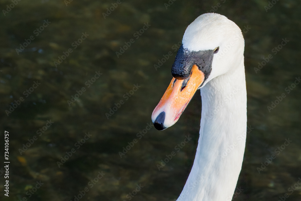 Wall mural close up portrait of mute swan cygnus olor with water in the background