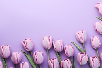 Top view of tulip flowers in full bloom on a pastel lavender background, allowing for seamless text integration.