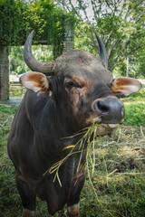 The banteng (Bos javanicus), also known as tembadau, is a species of cattle found in Southeast Asia