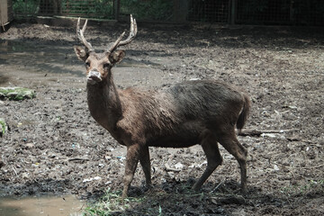 The Bawean deer (Axis kuhlii), also known as Kuhl's hog deer or Bawean hog deer, is a highly threatened species of deer endemic to the island of Bawean