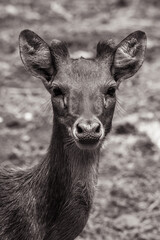 The Bawean deer (Axis kuhlii), also known as Kuhl's hog deer or Bawean hog deer, is a highly...
