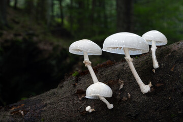 Beautiful white forest mushrooms - Mucidula mucida, Oudemansiella mucida, known as porcelain fungus