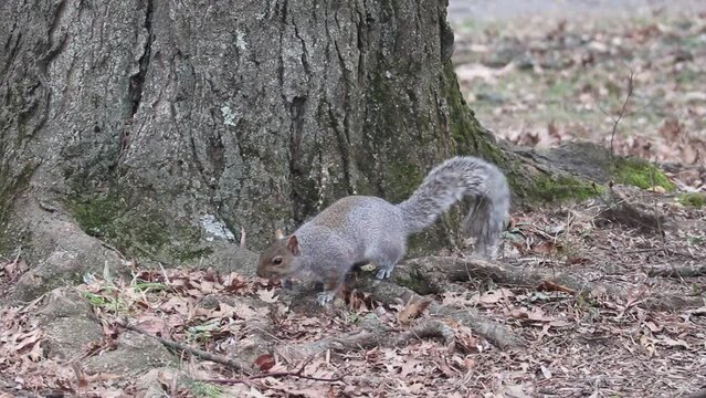 gray squirrel digging around and scratching itself (jumping, acting squirrely) looking for food