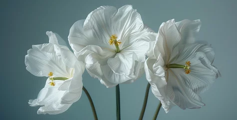 Foto op Plexiglas spring white fleur dor in the style of minimal retouc © studiosd