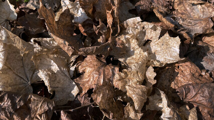 Old withered maple foliage. Canadian maple. Dry leaves. Background of autumn leaves