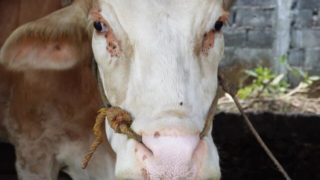 Ongole crossbred cattle or Javanese cow or White cow or sapi peranakan ongole or Bos taurus in the cowshed in Indonesia in traditional farm, Indonesia. Traditional livestock breeding.