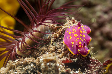  Chromodoris luteorosa