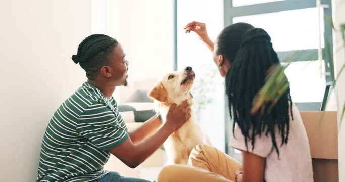 Couple, floor and boxes with dog in new home for care, real estate or fresh start at property. African man, black woman or pet animal with cardboard package for moving, mortgage or play in apartment