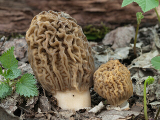 Edible spring mushrooms Verpa bohemica, known as false morel or thimble morel 
