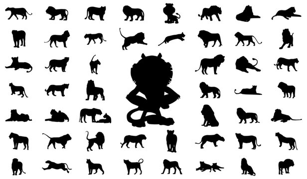 Lions standing and walking in different positions silhouette set vector. Carnivore animals like big cats and lions silhouette on a white background. Wild Lioness full body silhouette collection.