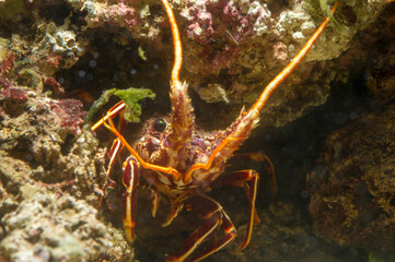 aragosta (palinurus elephas) Alghero. Sardegna. Italia