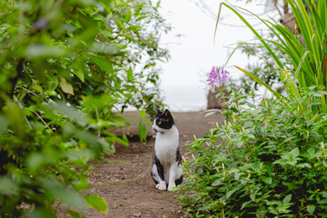 One black and white resting cat between bushes garden looking sideways