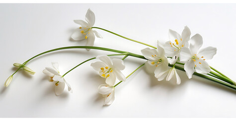 white flowers on a white background with stems in the